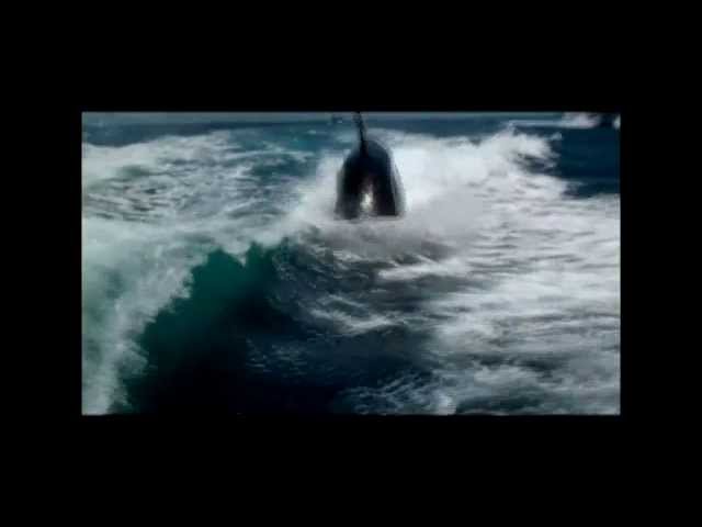 Orche giocano con il gommone e quasi lo sfondano