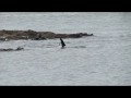 Orca attacca cane sulla spiaggia
