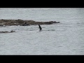 Orca attacca cane sulla spiaggia