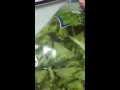 Supermercato: Trovata una rana viva nell'insalata