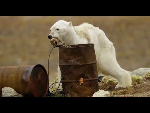 La fame sta facendo strage di orsi polari